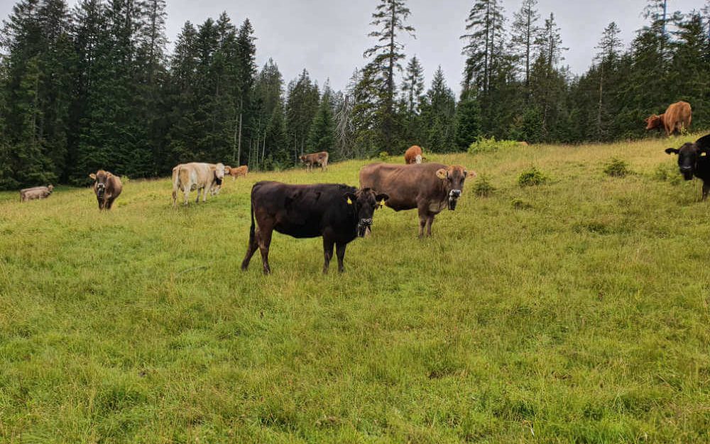 Alpweide mit Rindern vom Rütiberg in Alpnach
