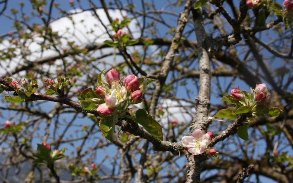 Frühling im Rütiberg, Alpnach: Blüten im Baum