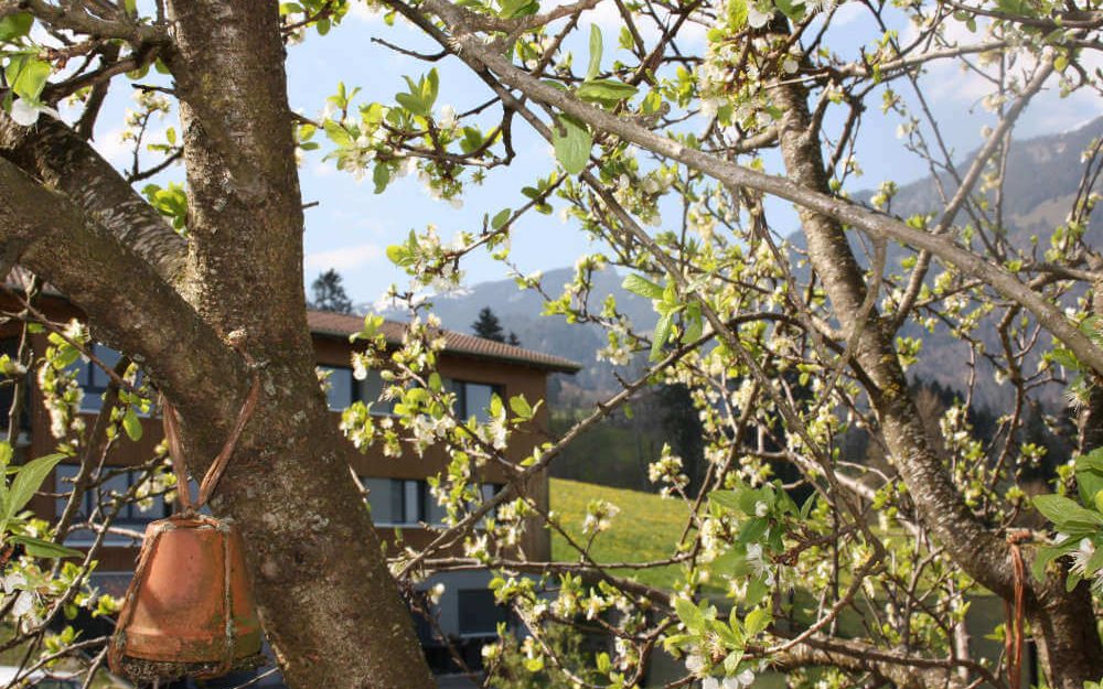 Frühling im Rütiberg, Alpnach: Blüten im Baum
