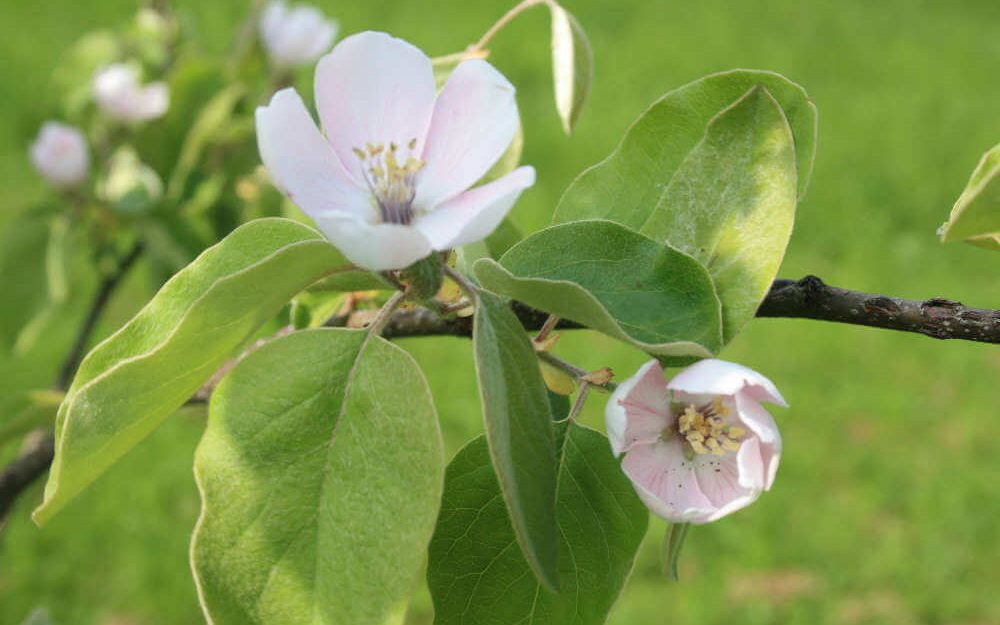 Frühling im Rütiberg, Alpnach: Blüten im Baum