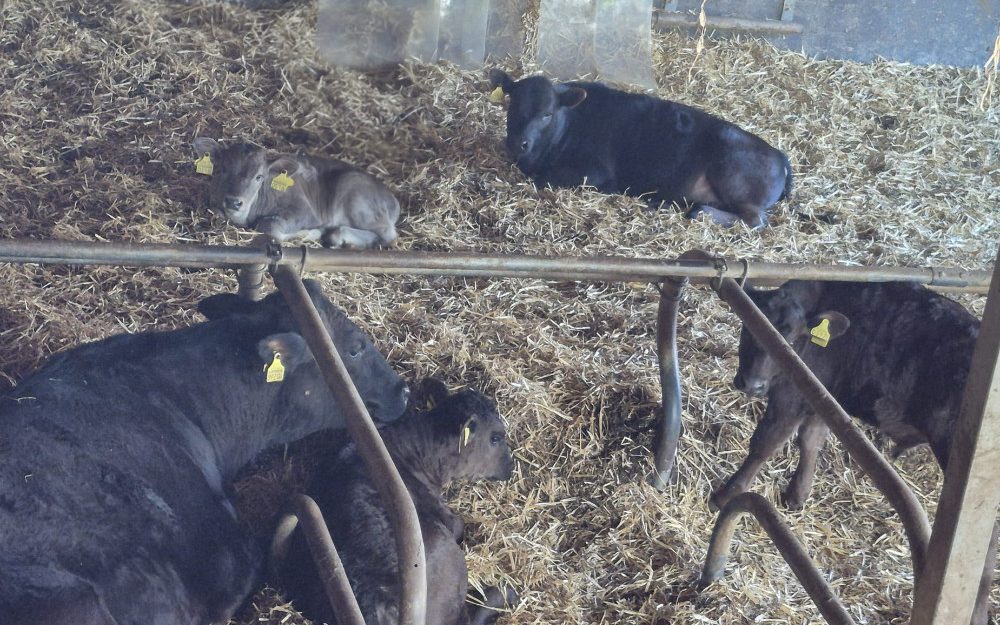 Ruetiberg-Hofmanufaktur_Kälber-im-Stall