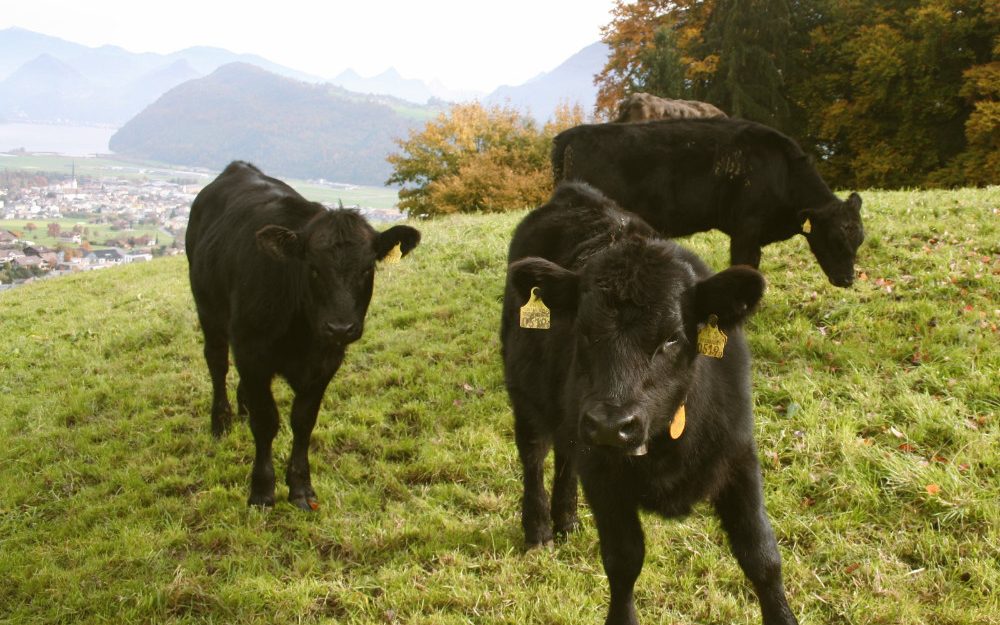 Ruetiberg-Hofmanufaktur_Kälber