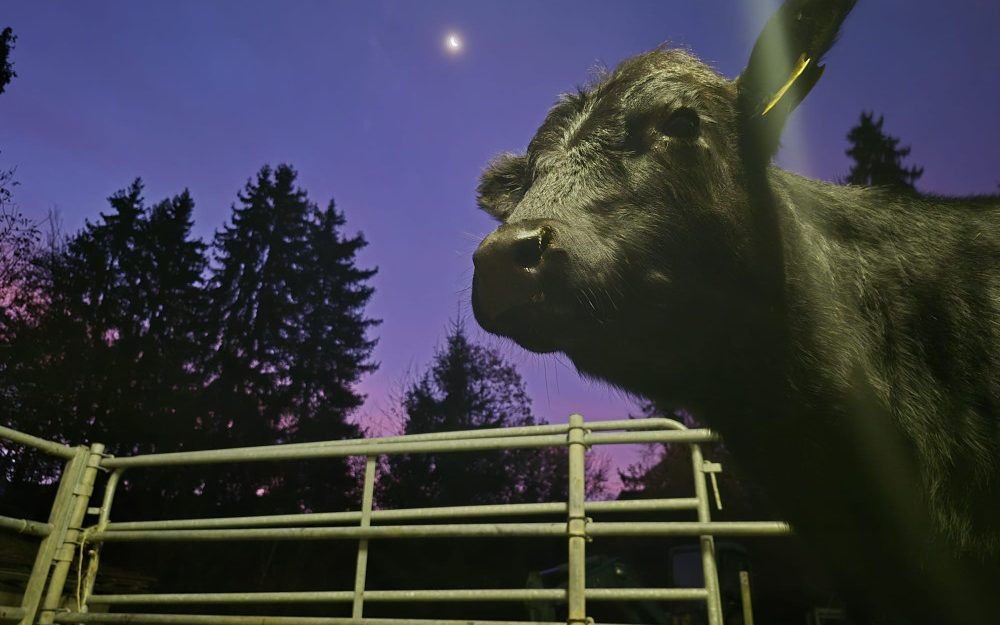 Ruetiberg-Hofmanufaktur_Kalb-Nacht