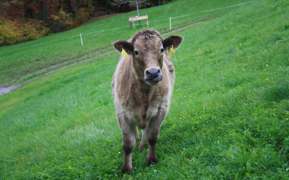 Glückliches Kalb mit ausgestreckter Zunge auf dem Rütibberg in Alpnach