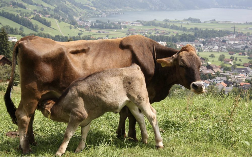 Ruetiberg-Hofmanufaktur_Kalb-trinkt-bei-Mutter