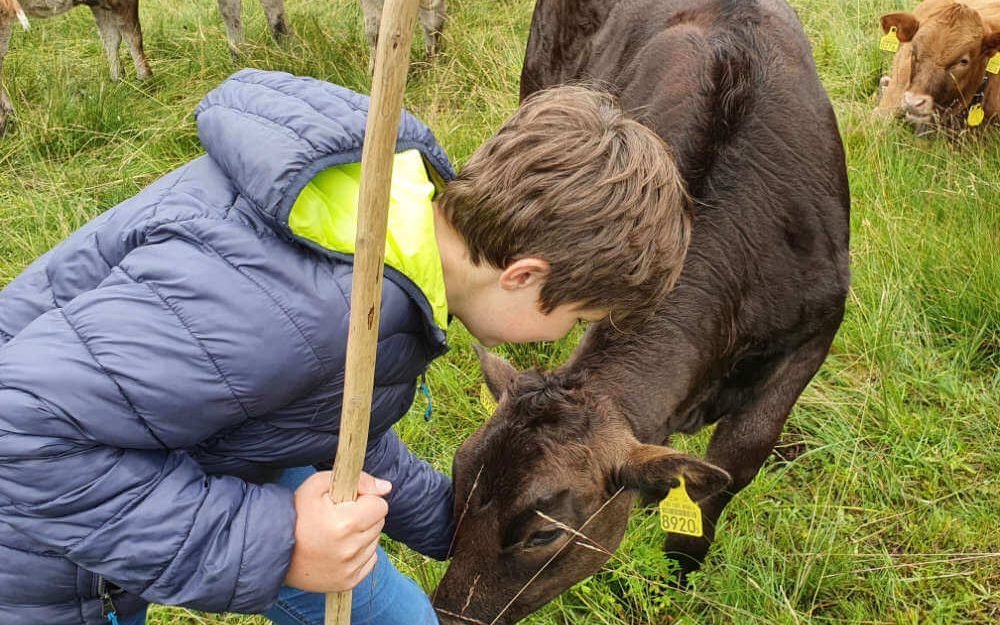 Kind streichelt ein Kälbchen auf dem Rütiberg in Alpnach