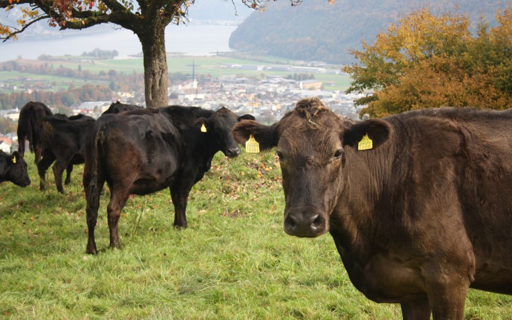 Ruetiberg-Hofmanufaktur_Kühe-Blick-in-die-Kamera