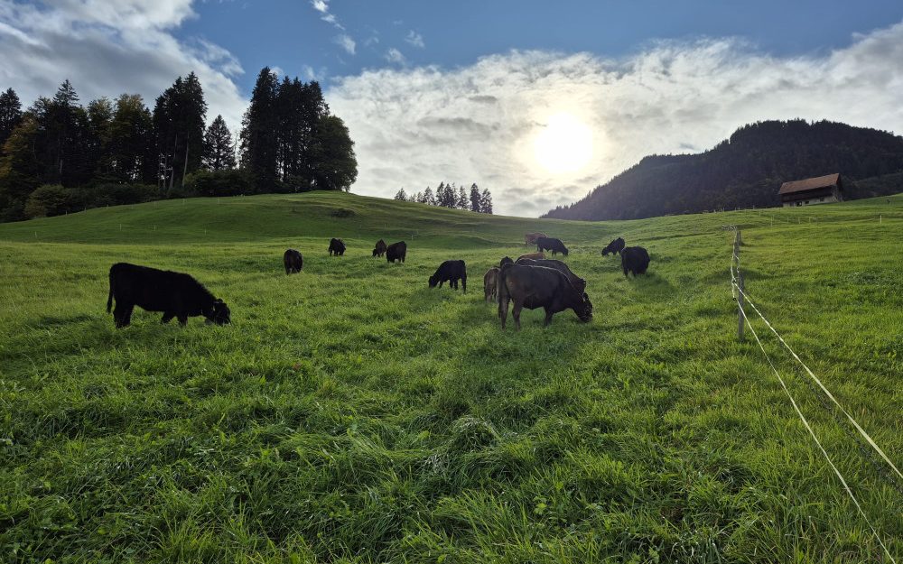 Ruetiberg-Hofmanufaktur_Kühe-auf-der-Wiese