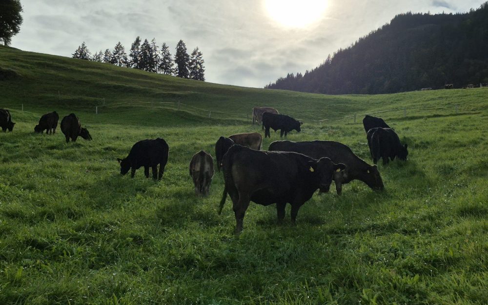 Ruetiberg-Hofmanufaktur_Kühe-auf-der-Wiese_Sonne