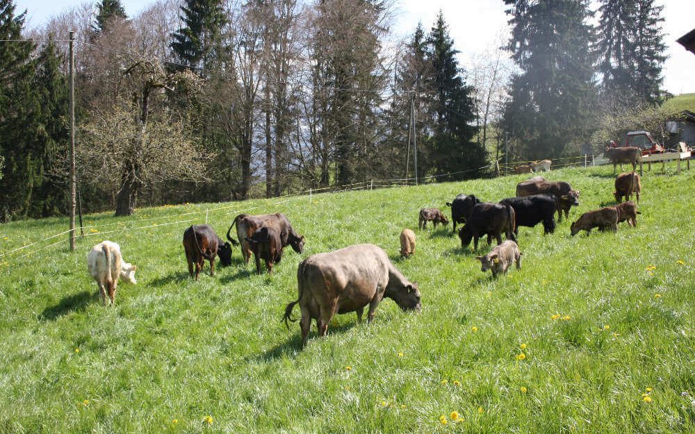 Kühe beim Grasen im Rütiberg in Alpnach, Obwalden