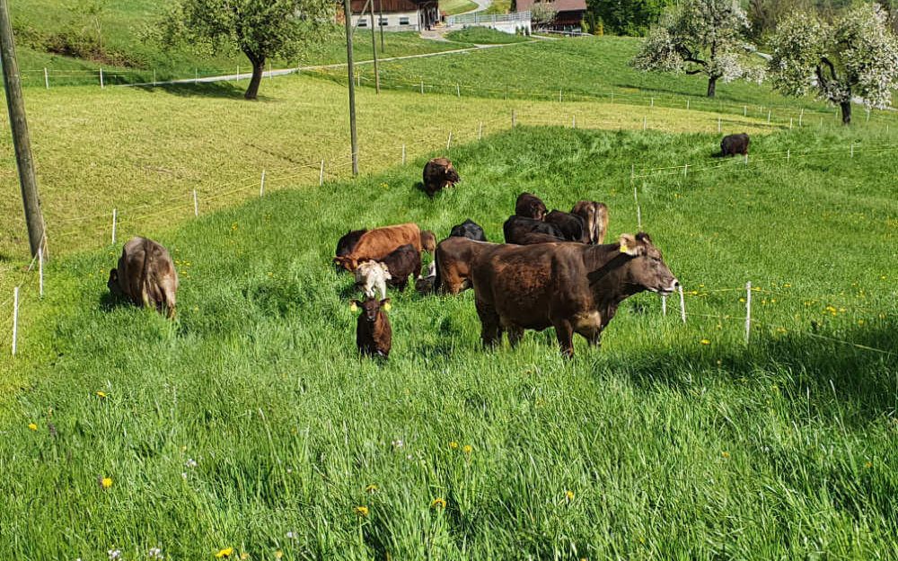 Kühe beim Grasen im Rütiberg in Alpnach, Obwalden