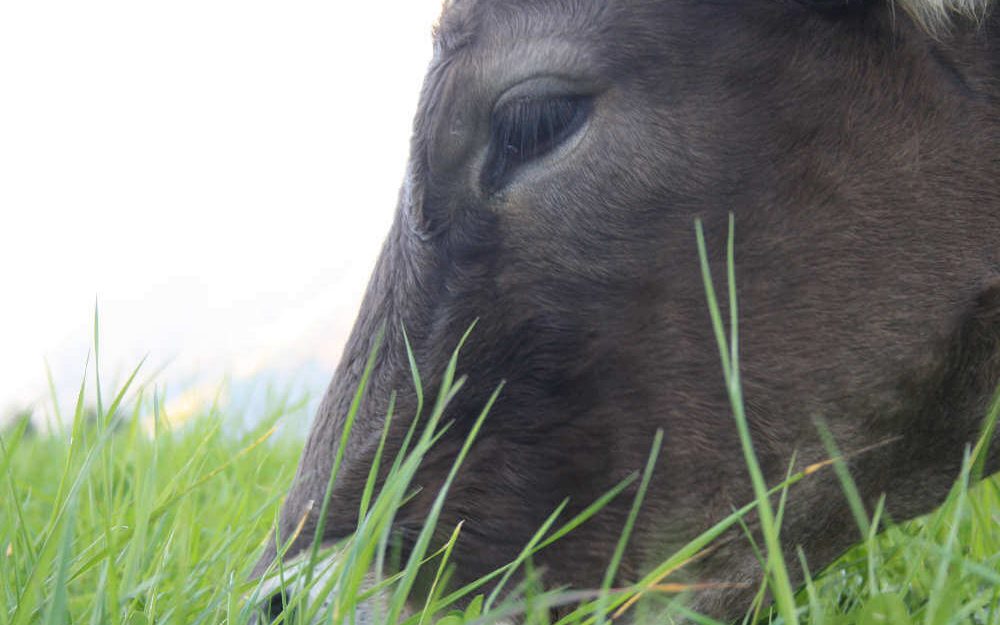 Nahaufnahme von einer schwarzen Kuh beim Grasen auf dem Rütiberg Hofmanufaktur in Alpnach