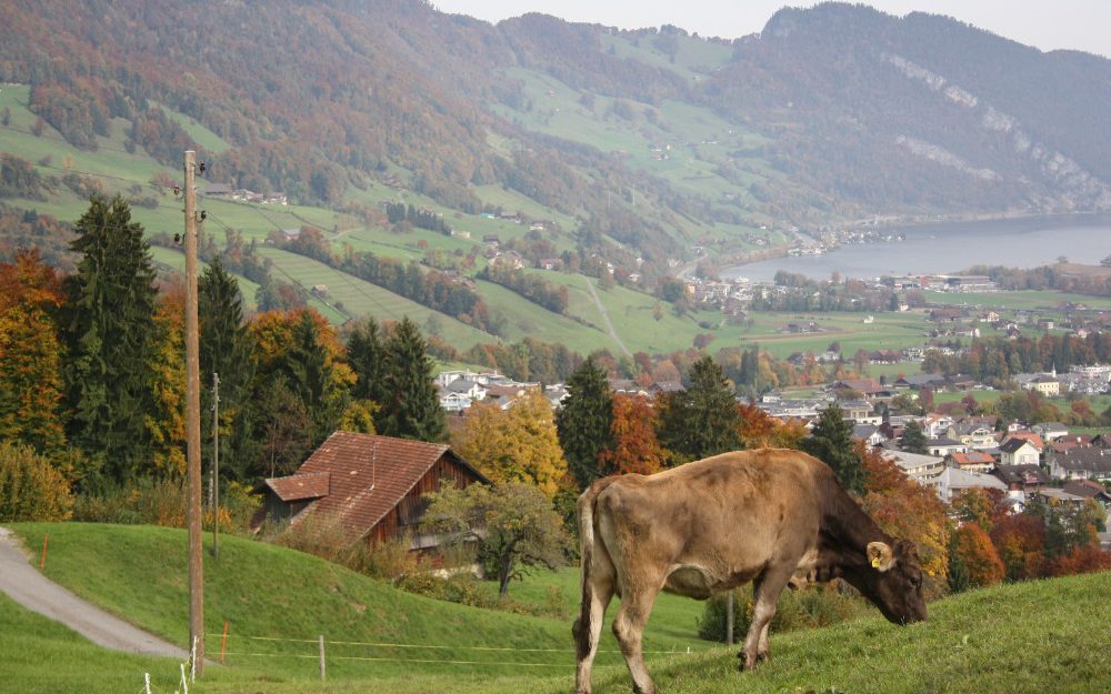 Ruetiberg-Hofmanufaktur_Kuh-blick-auf Alpnach