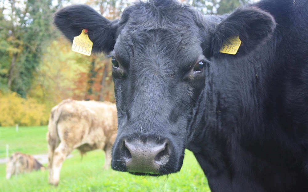 Schwarze Kuh schaut direkt in die Kamera auf dem Rütiberg in Alpnach