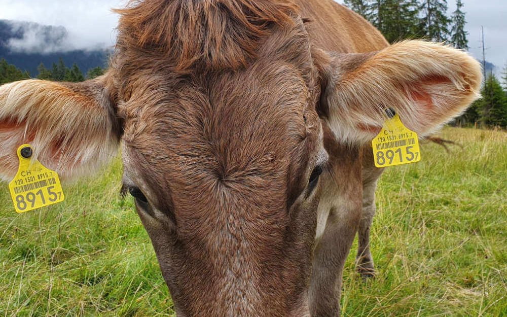 Nahaufnahme einer brauen Kuh auf dem Rütiberg Hofmanufaktur in Alpnach