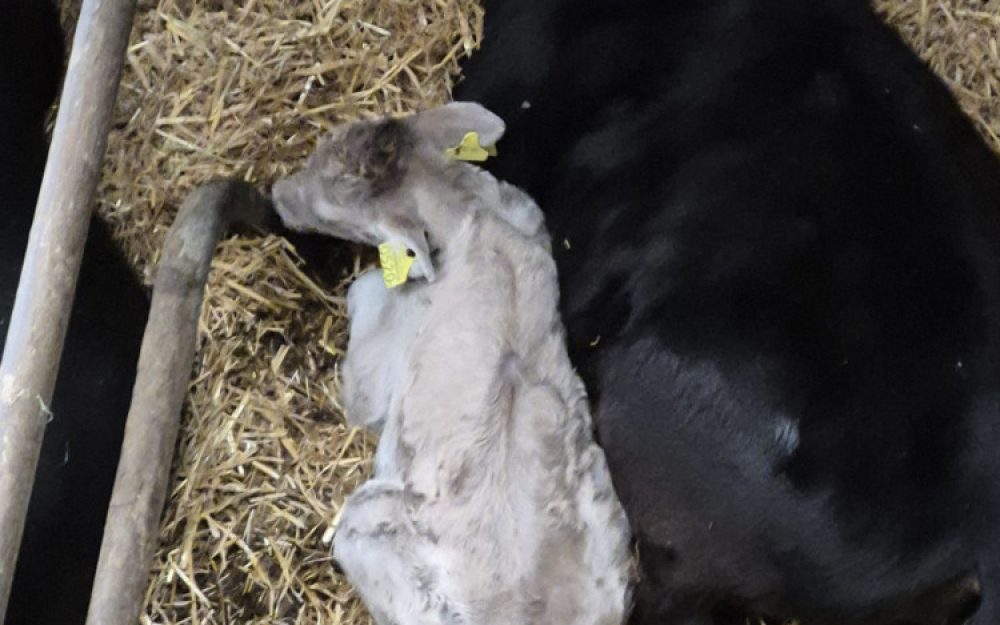 Ruetiberg-Hofmanufaktur_Mutter-Kalb