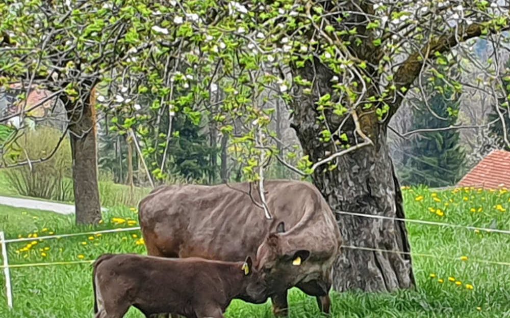 Mutter-Kuh mit Kind unter dem Baum auf dem Rütiberg Hofmanufaktur