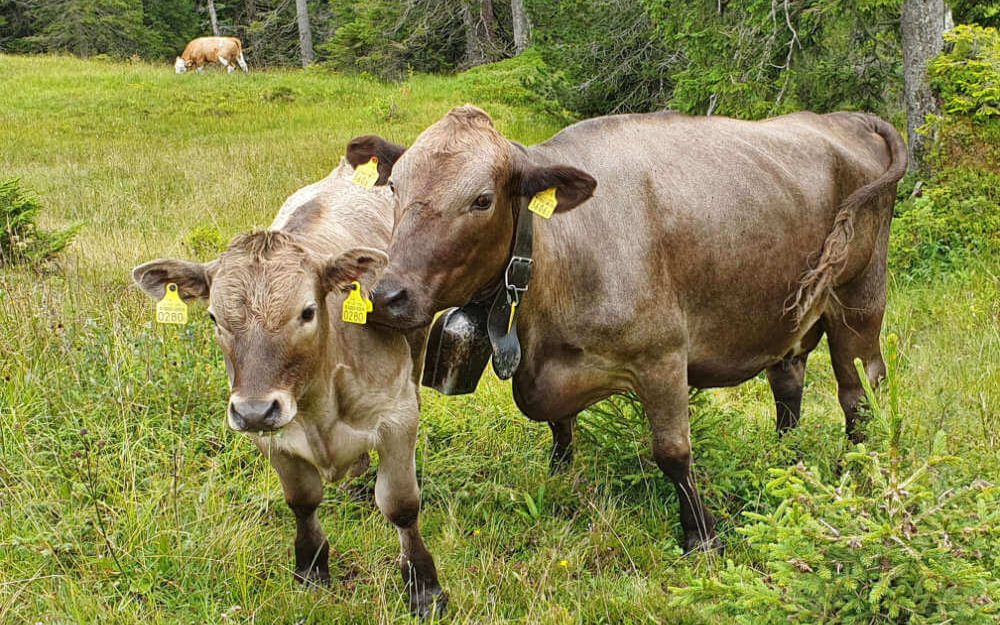 Mutter-Kuh mit Kind auf dem Rütiberg Hofmanufaktur