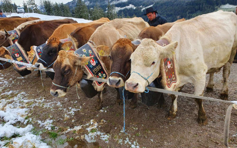 Mutterkuh Haltung auf dem Rütiberg in Alpnach im Winter