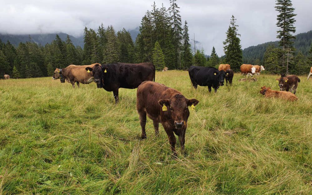 Rinder-Herde von der Rütiberg Hofmanufaktur auf der Alp