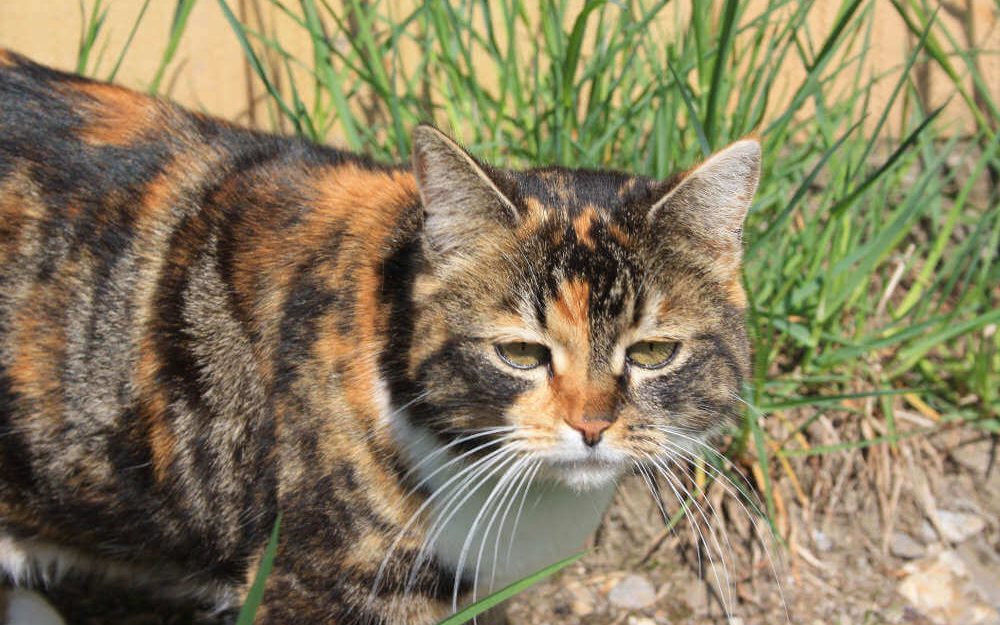 Katze auf dem Rütiberg Hofmanufaktur in Alpnach